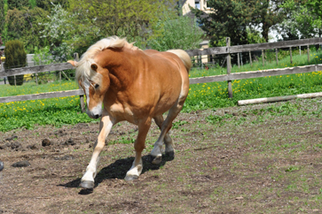 Pony Jolly-Jumper